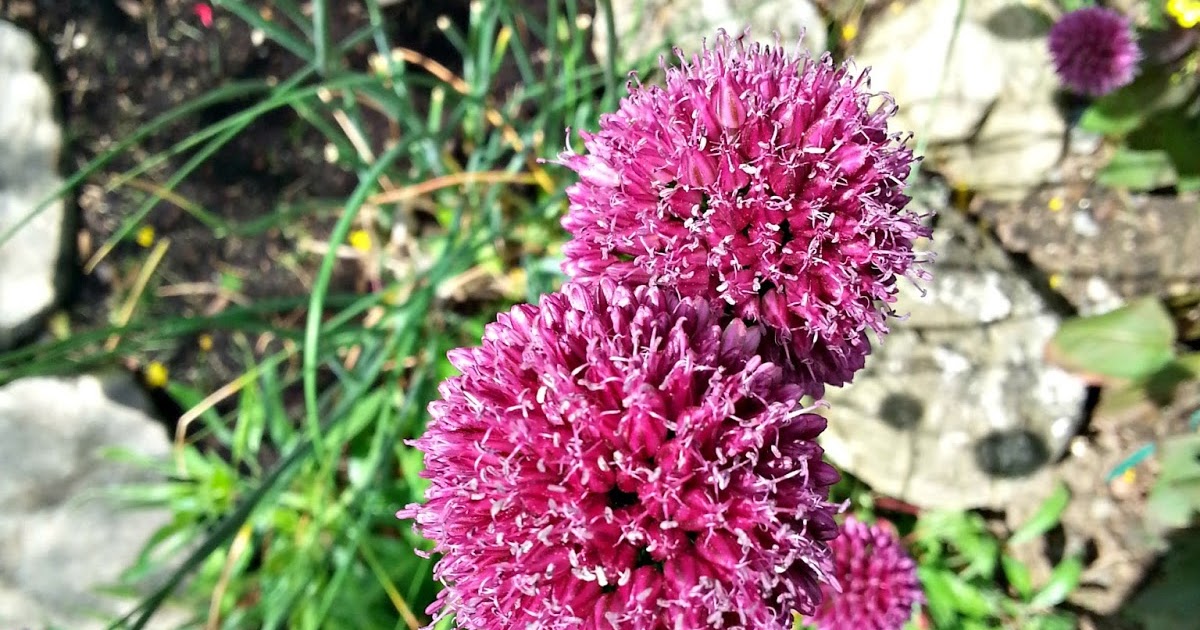 Day One Photography Pom Pom Flowers