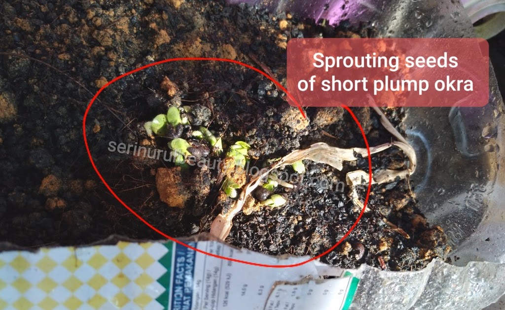 Healthy Nurul Beauty The look of sprouting seed of short plump okra