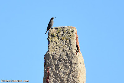 Merla blava al poble de Siurana