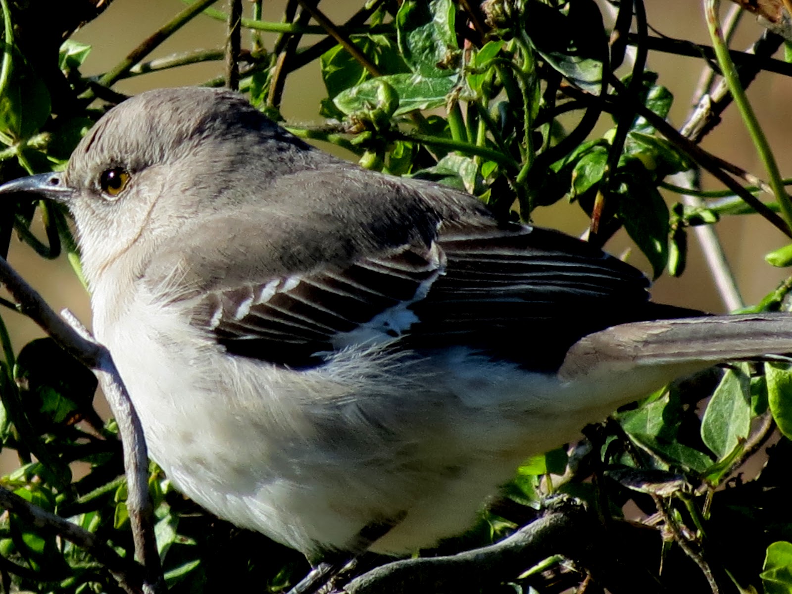 BirdsEyeViews Savannah National Wildlife Refuge
