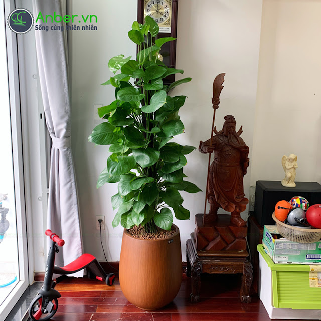 chậu cây trầu bà cột