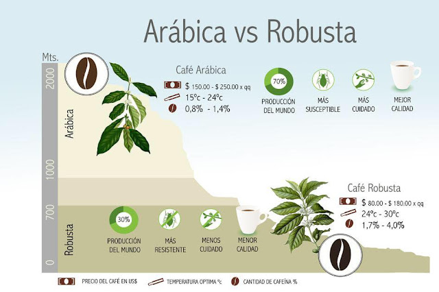 Arábica vs Robusta