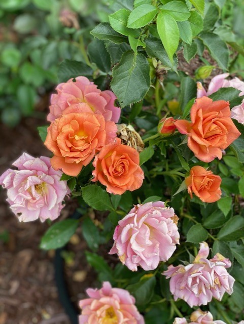 A Tour of Our Romantic Rose Garden : How We Design Our Garden for ...