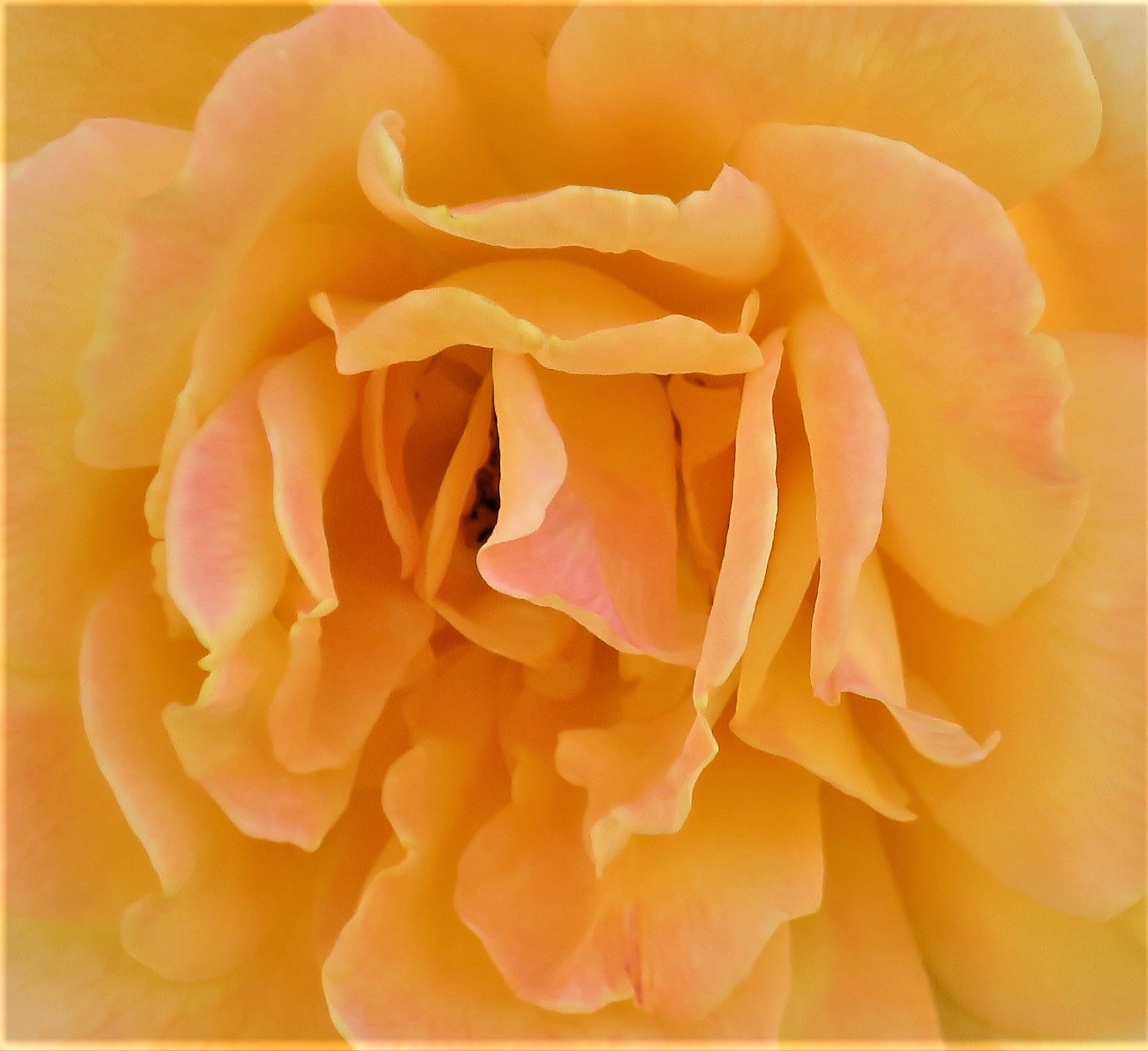 Living Rootless El Paso Municipal Rose Garden