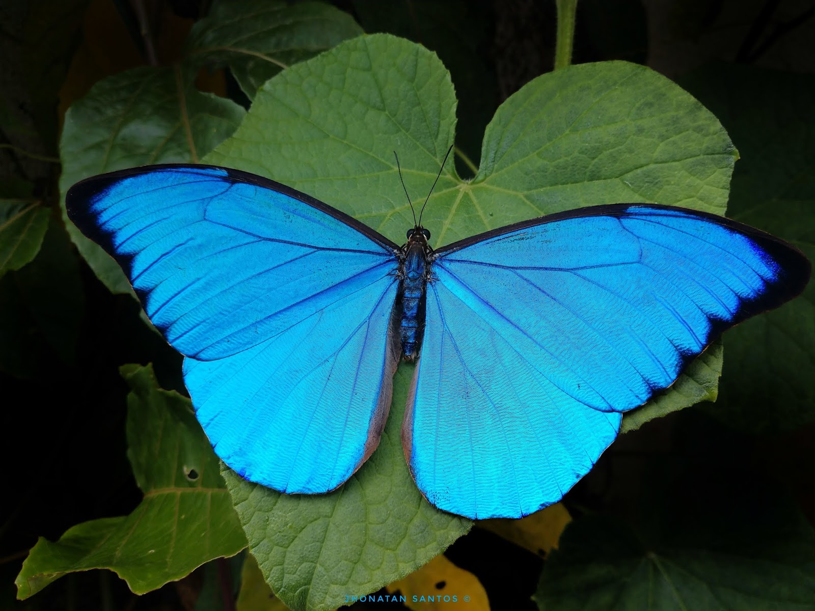 Borboletas e Mariposas: Morpho anaxibia (Esper, 1801)