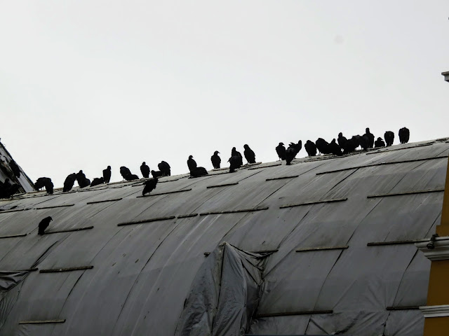 vultures atop the church on Plaza Chabuca Granda in the Barranco district of Lima Peru