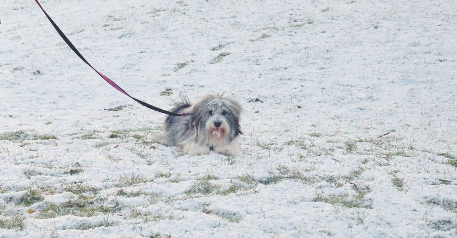 lumihanki koira sekarotuinen