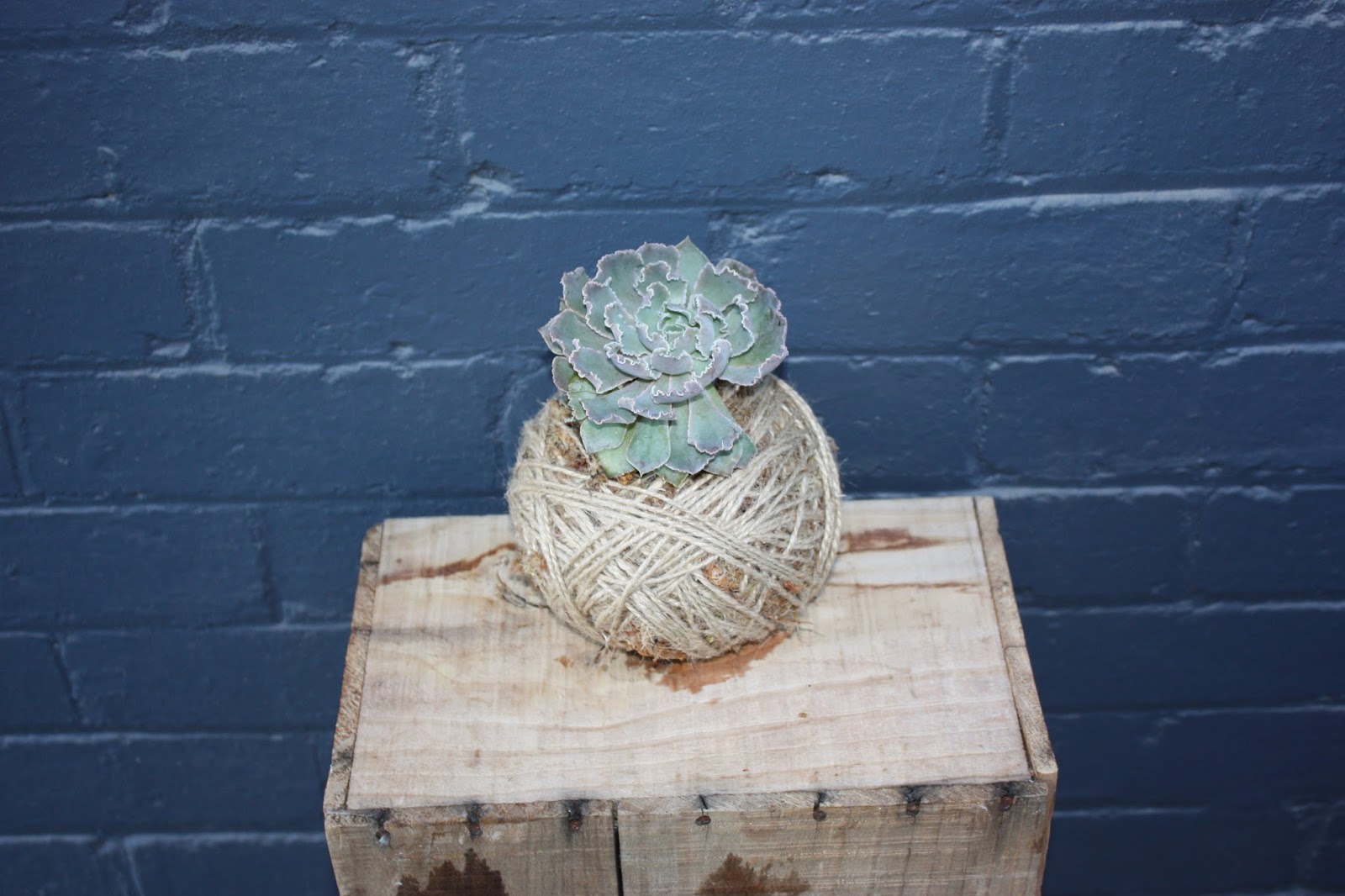 St Anne's Florist and Gift Baskets Perth Kokedama Perth Kokedamas Perth Moss Balls Perth