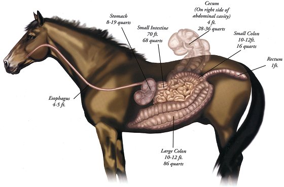The digestive apparatus of animals, Anatomically digestive apparatus in