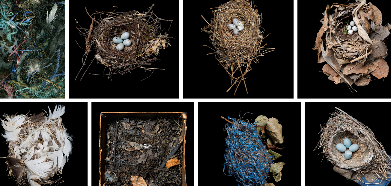 Гнезда разных птиц. Различные гнезда птиц. Типы гнезд птиц. Необычные гнезда птиц. Птичье гнездо.