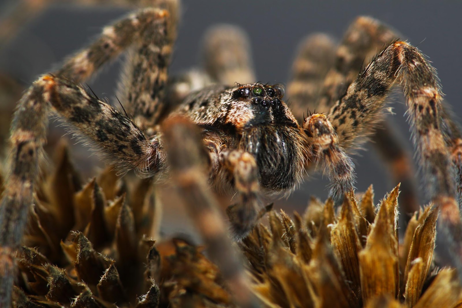 All of Nature Nursery  Spider at Springbrook