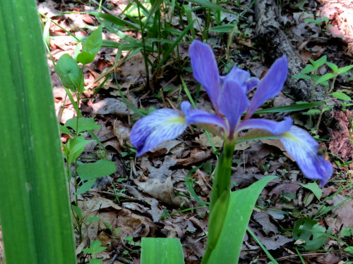 wild blue flag