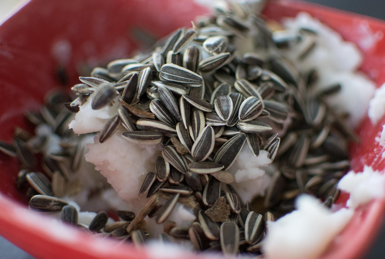 Aider les oiseaux à passer l'hiver + recette boules de graisse maison -  Carnet Green – bien-être au naturel, zéro déchet et écologie