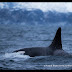 Orcas and Humpbacks