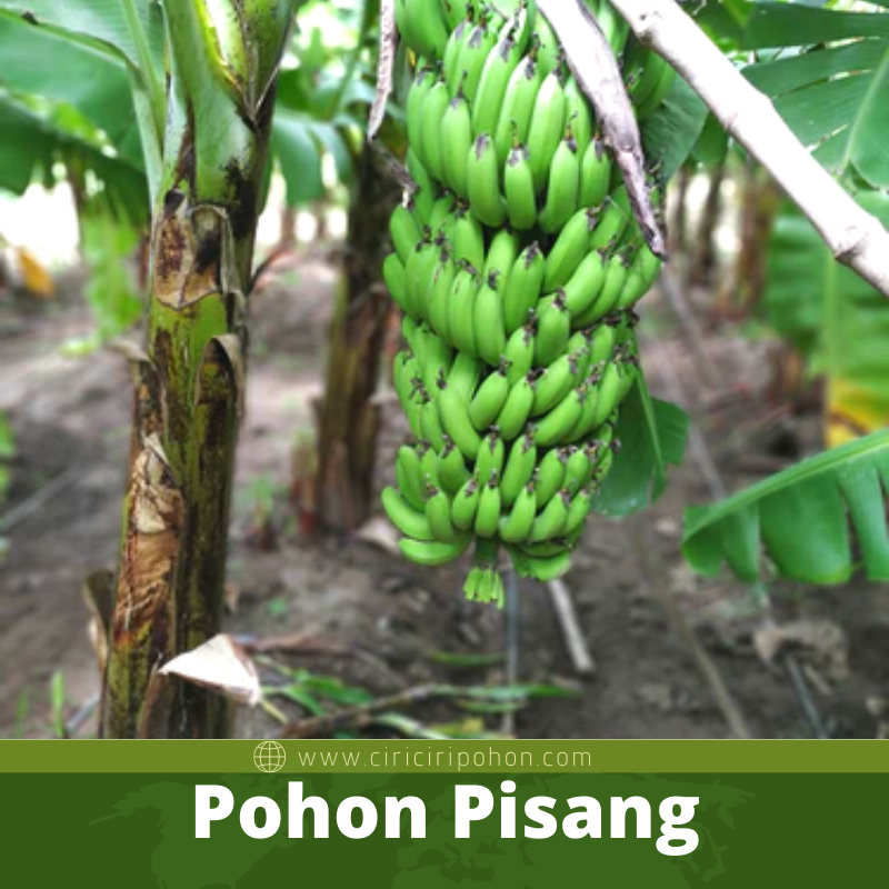 Pohon Pisang