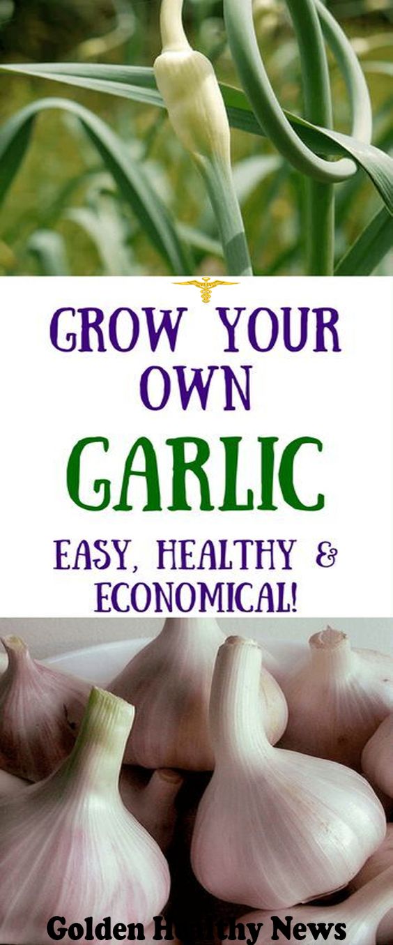 HOW TO GROW GARLIC (AND WHY YOU’D WANT TO!) DIY AND CRAFTINESS