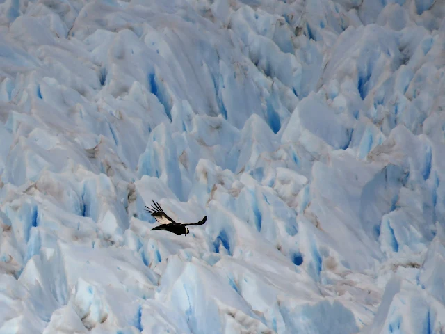 Bird soaring over the ice of Perito Moreno Glacier near El Calafate Argentina