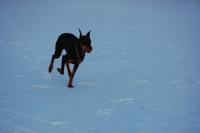 Mach-10 Doberman Photo by Trisha Field