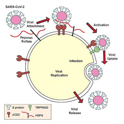 كبريتات الهيباران (heparan sulphate): جزء من مفتاح فيروس كورونا COVID-19  لدخول الخلايا البشرية _ ساينسوفيليا