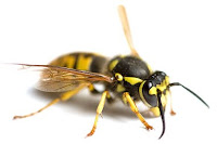wasp - Hymenoptera