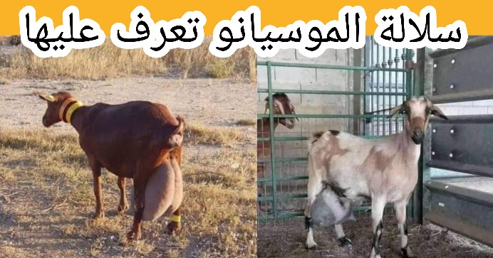 ماعز المورسيانو