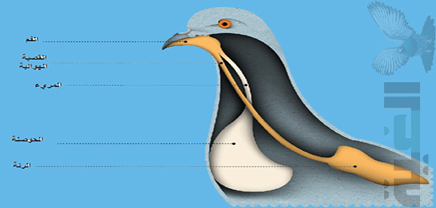 تعرف علي الجهاز الهضمي للحمام بالتفصيل الغية