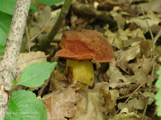 Rubroboletus lupinus DSC159263