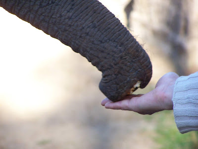 İnsan elinden hortumuyla beslenen dişi Asya filinin hortumunun ucu.