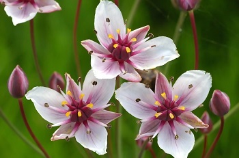 What Are Different Types Of Aquatic Plants