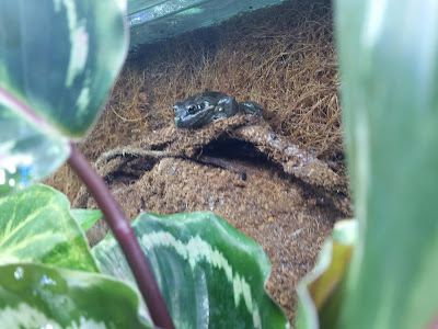 Spotted Marsh frog on the look out Paludarium