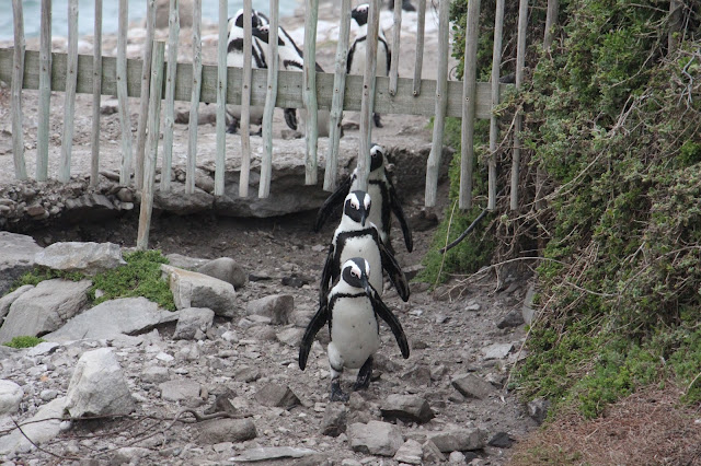 VER PINGUINS e BALEIAS na África do Sul - Se as baleias se escondem, exibem-se os pinguins | África do Sul