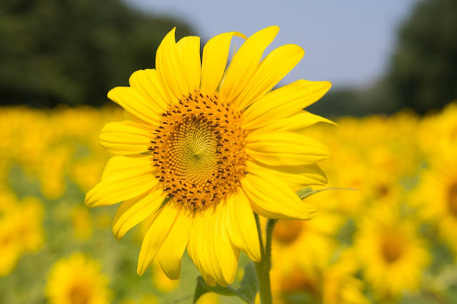 Sunflower Wallpapers in 4K - Pics Directory Sunflower Wallpapers in 4K - Pics-Directory