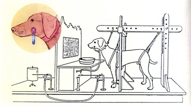 Система жизнеобеспечения собаки павлова. Собака павлова эксперимент. Эксперимент павлово. Павлов эксперимент с собакой рефлексы. Собака павлова эксперимент кратко.