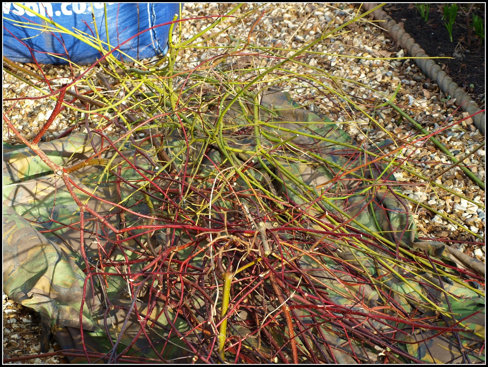 Mark's Veg Plot Pruning Dogwood shrubs