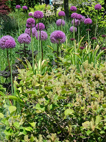 Purple Sensation Allium Dwarf Fothergilla Toronto Botanical Garden by garden muses-not another Toronto gardening blog