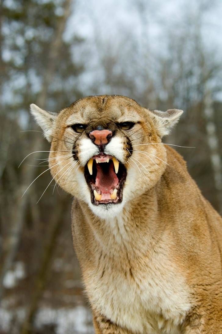 what does puma