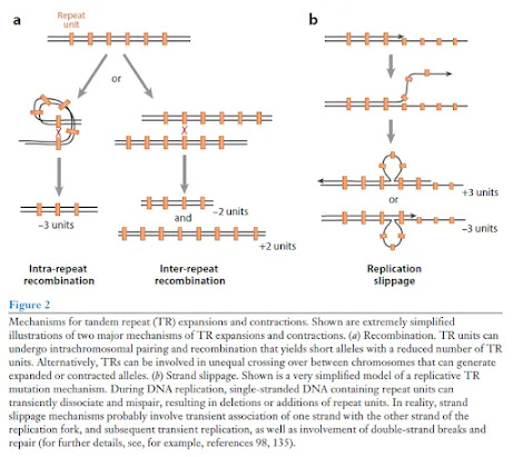 Tandem repeat 정의/기능