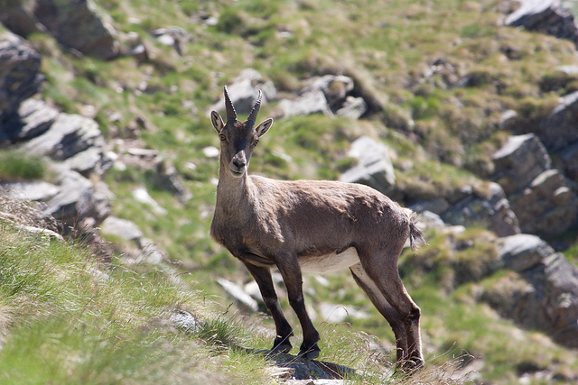 parco Gran Paradiso Piemonte