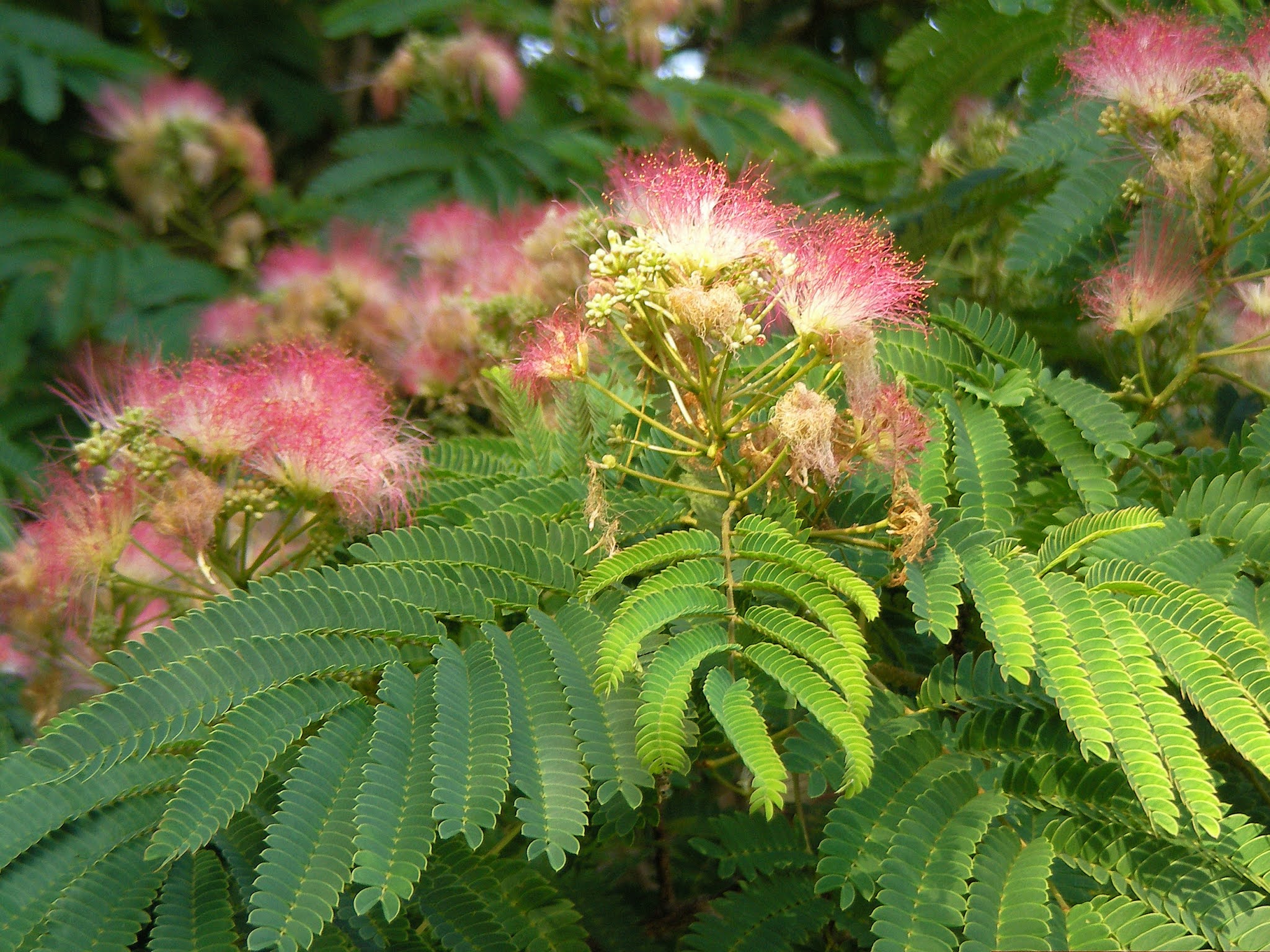 Southern Appalachian Herbs: Mimosa flowers and leaves for sale