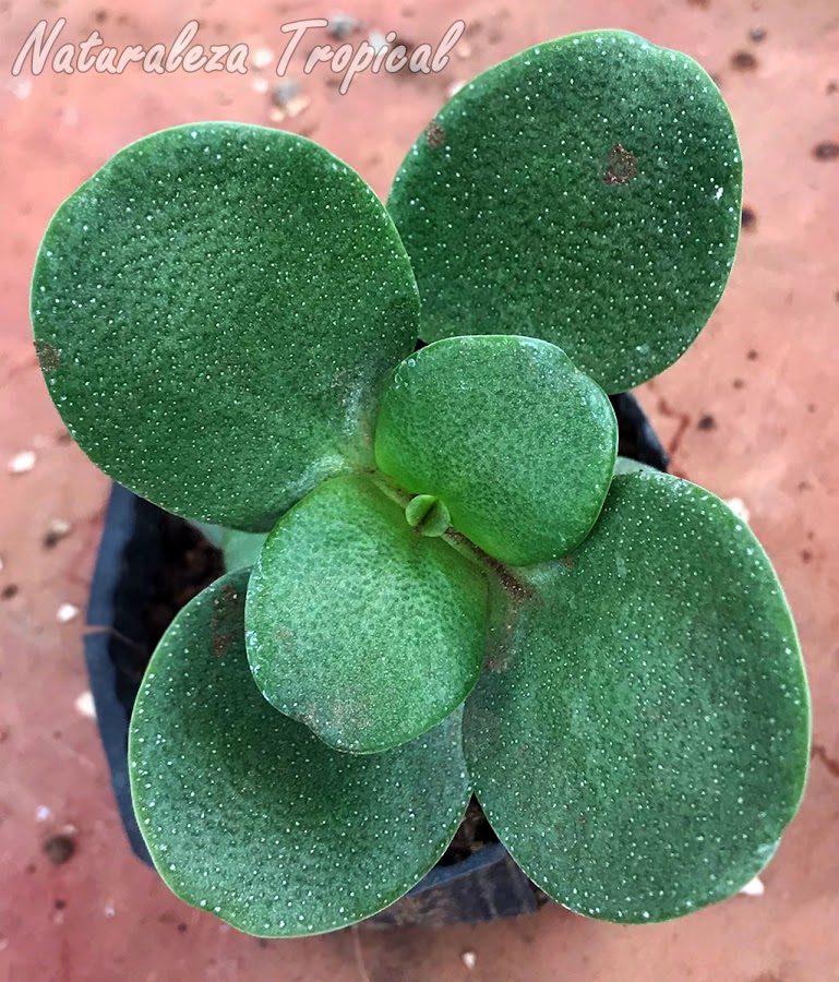 Vista de la planta suculenta Crassula multicava