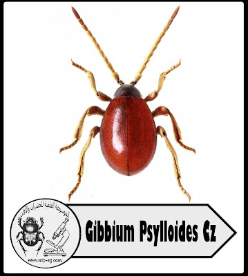 الخنافس العنكبوتية Ptinus tectus Boield, Niptus hololeucus Fold, Gibbium Psylloides Cz