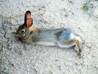 Tired rabbit at the Badlands National Park in South Dakota