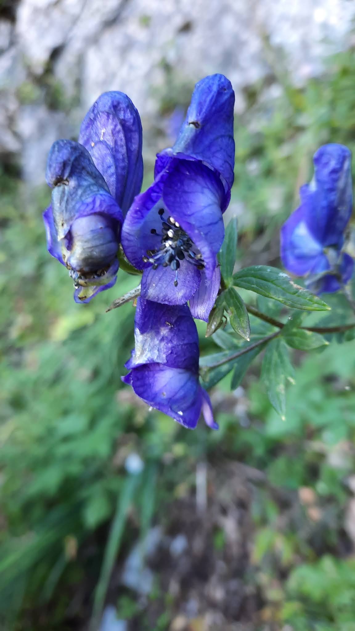 Der Blaue Eisenhut & der 'Garten der Hekate'