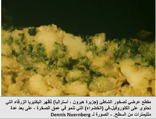 العلماء يكتشفون نوعاً جديداً من عملية البناء الضوئي