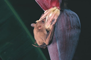 Blütenfledermaus (Aufnahme: Australian Museum, Sidney)