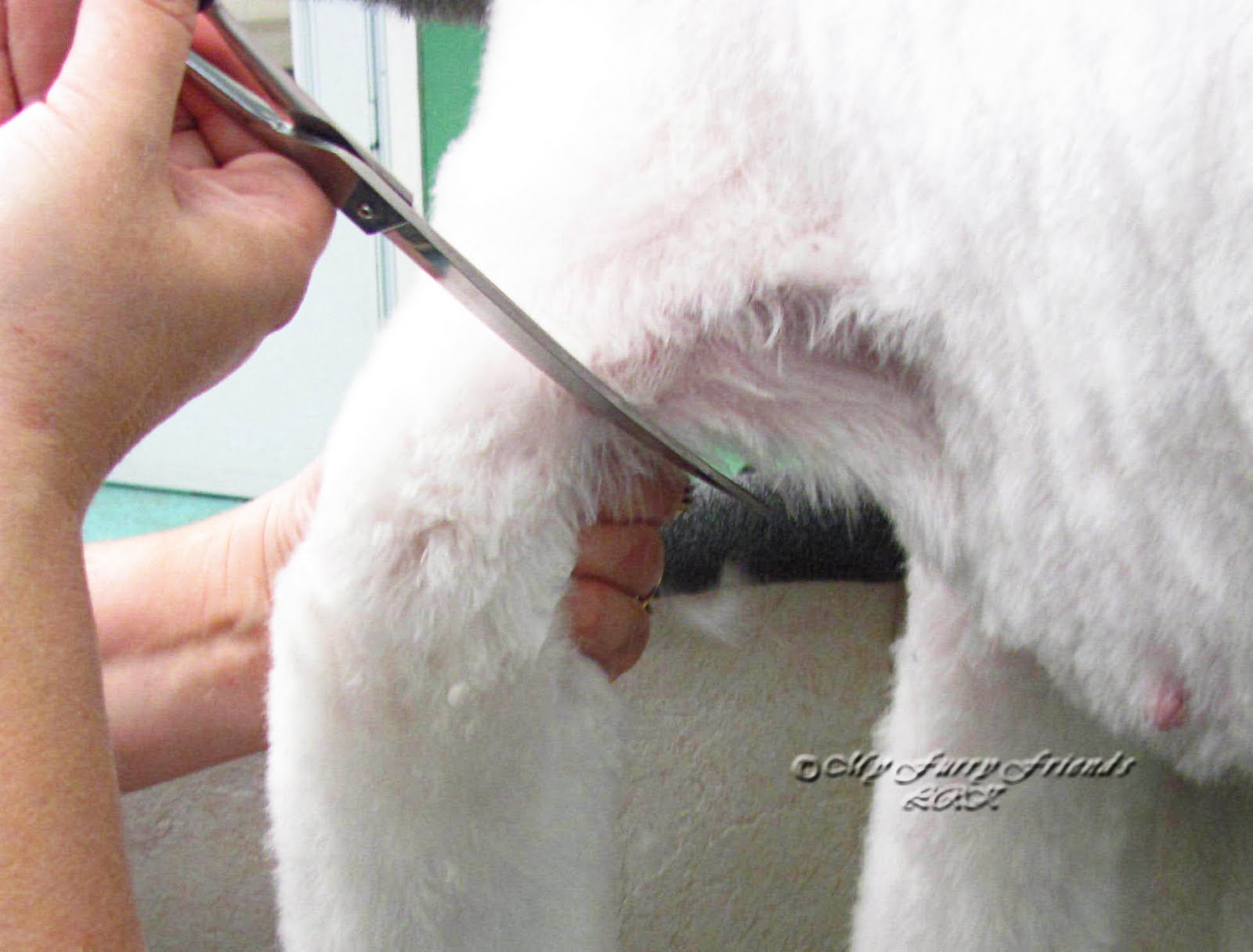Pet Grooming The Good, The Bad, & The Furry Tuesday's Tip 26