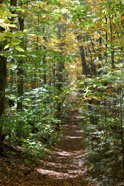 Thru the woods at Hedgehog Mountain Thru the woods at Hedgehog Mountai
