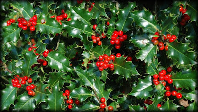 origine image : https://www.hunebednieuwscafe.nl/2017/01/hulst-niet-alleen-in-een-kerststukje/