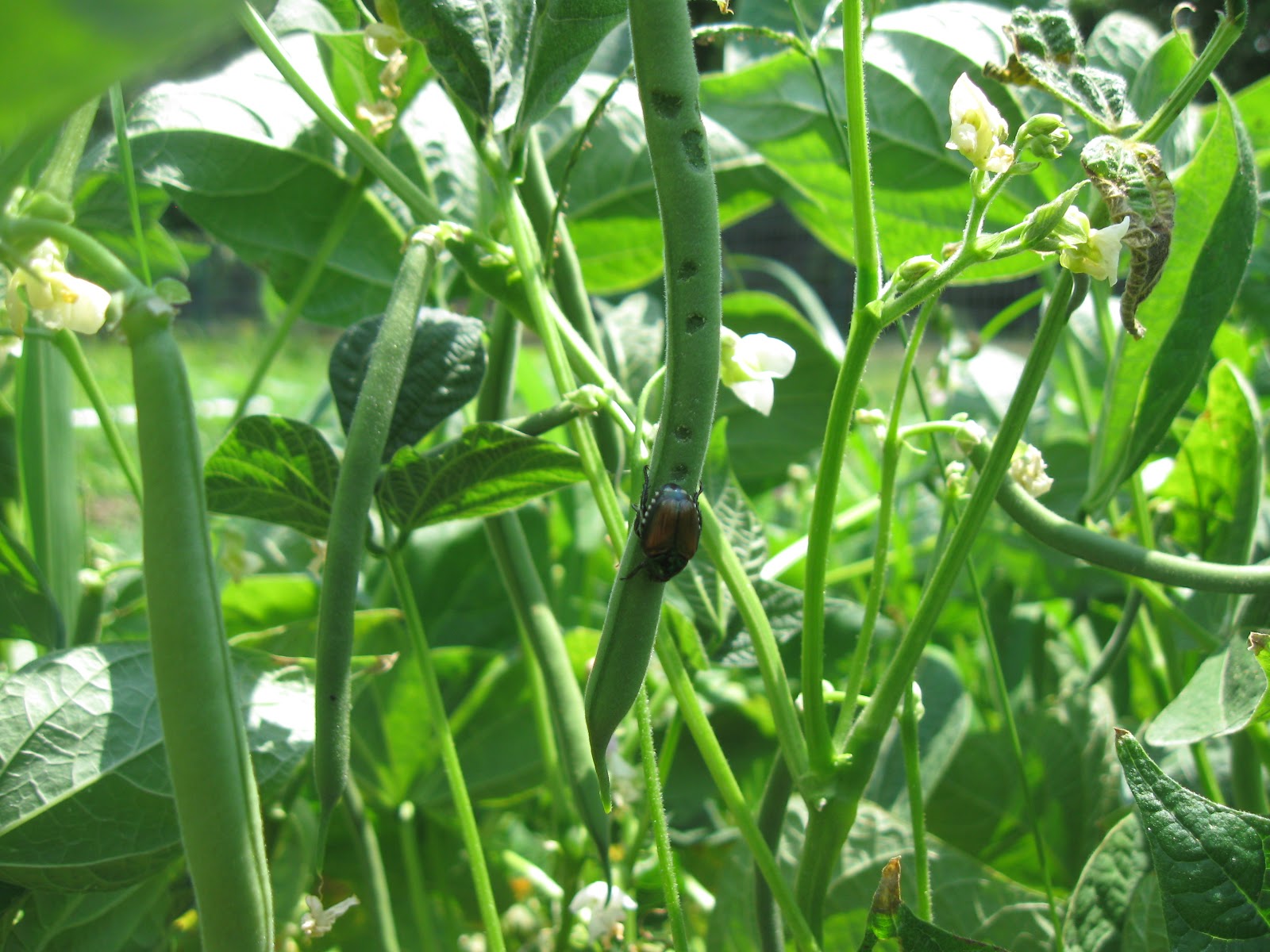 Kentucky Fried Garden Green Beans from the Vegetable Garden and the