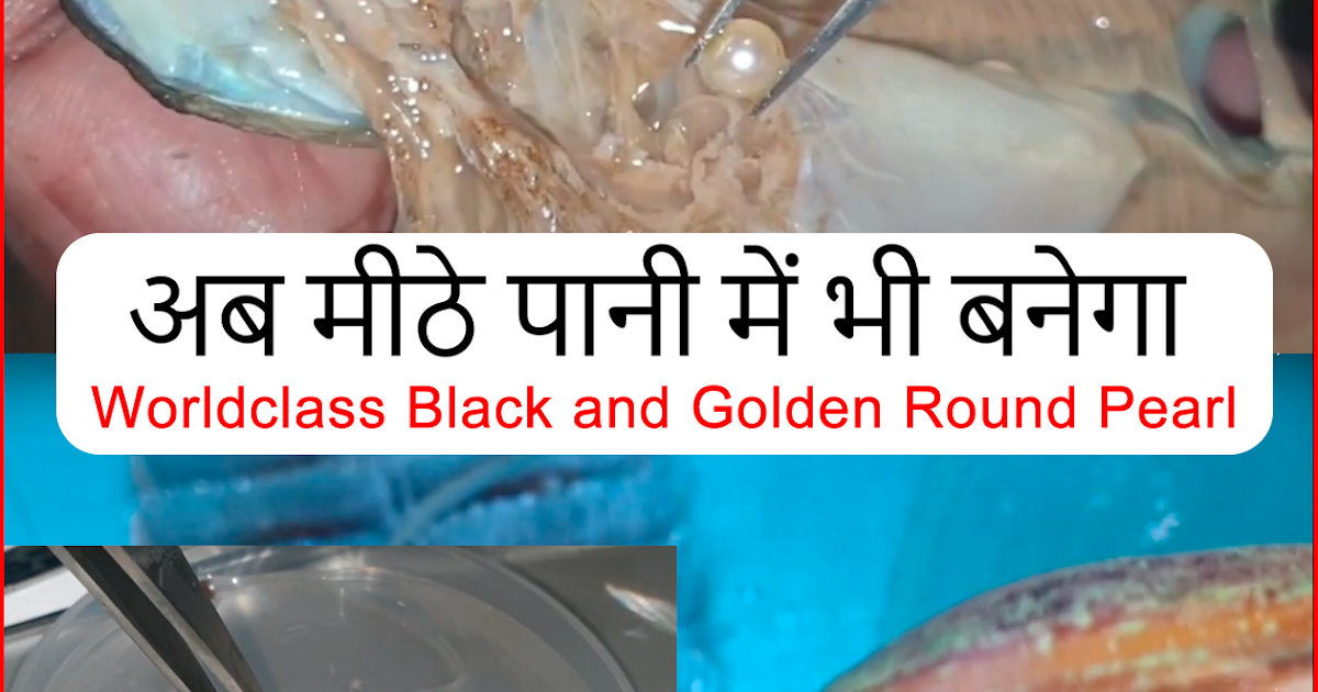 Sell your pearls अपना मोती बेचने के लिए संपर्क करें 7017563576